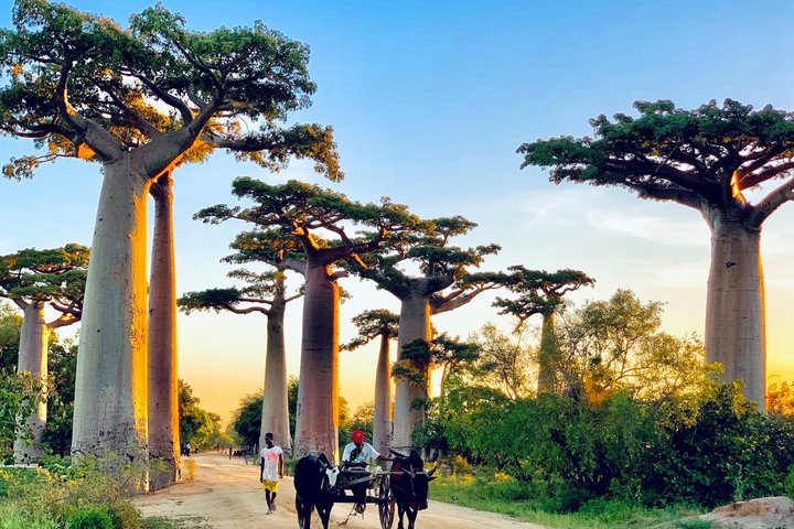 Affenbrotbäume in Madagaskar Affenbrotbäume in Madagaskar