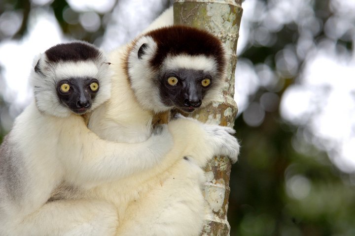 Sifaska-Lemur in Madagaskar Sifaska-Lemur in Madagaskar